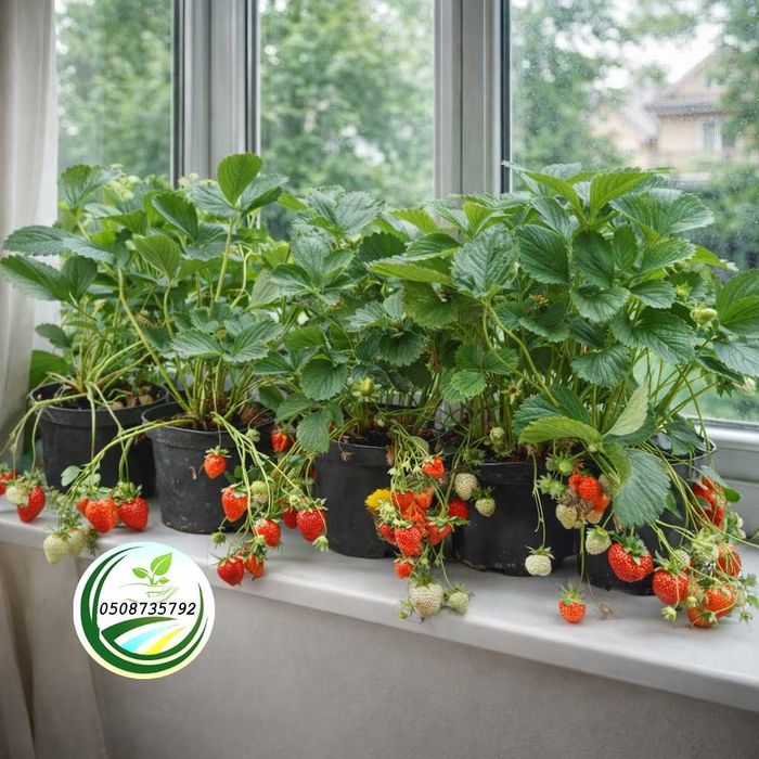 Полуниця на підвіконні Homemade, в горшках і кашпо, родить цілий рік