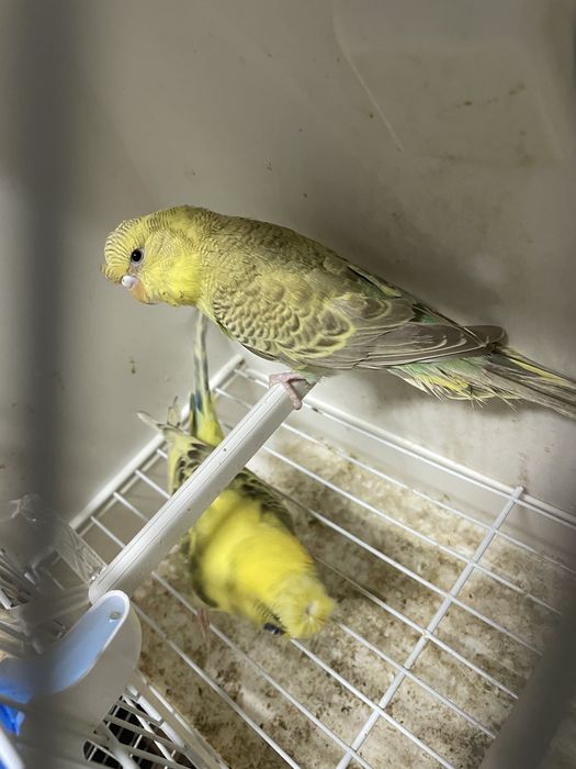 Casal de periquitos de poupa