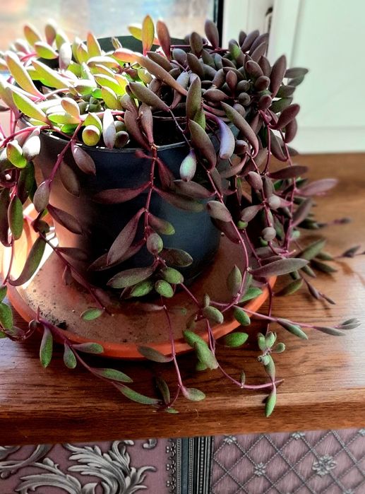 Крестовник Оттона