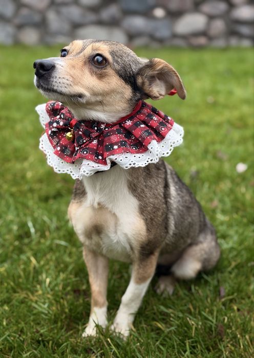 Дівчинка шукає дім (стерилізована) 6 кг