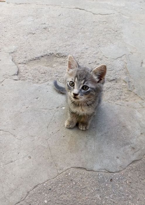 отдаются котята 3