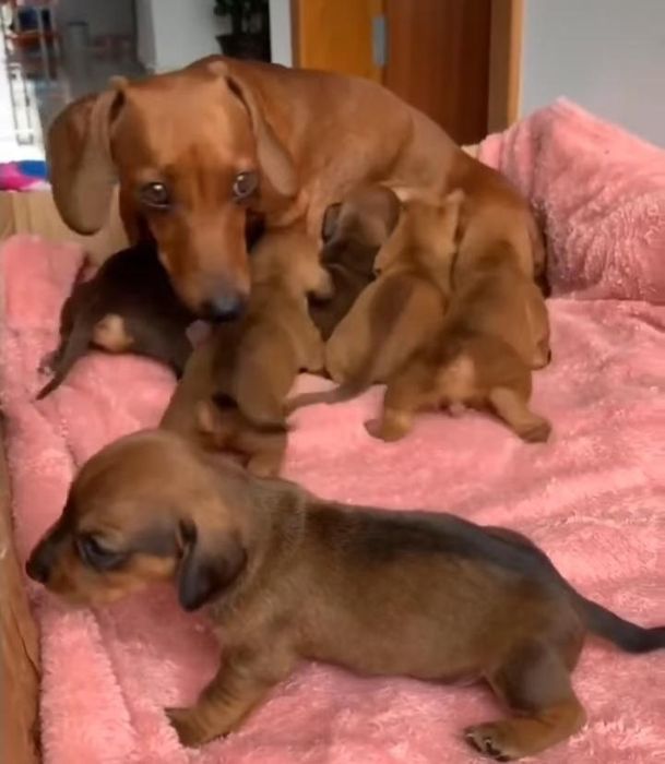 Карликові чистокровні цуцики такси