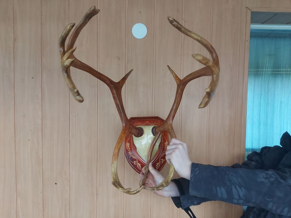 Роги оленя та лося