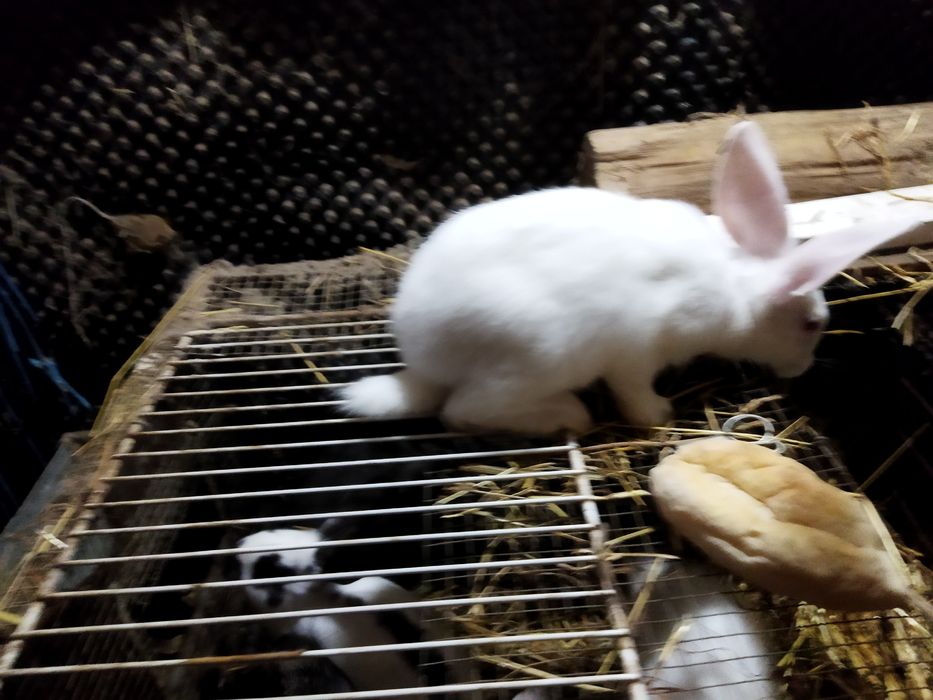 Vendo Coelhos com mais de 2 meses
