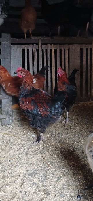 Продам питухів породи  Марана