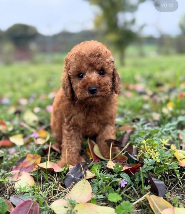 Хлопчик красунчік   той пудель
