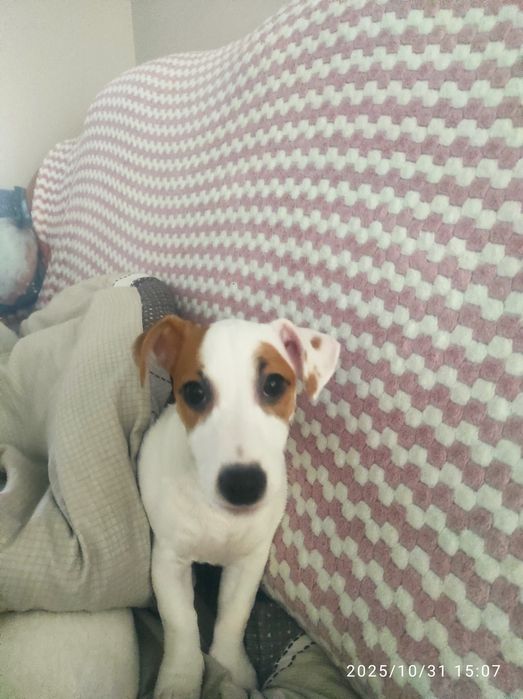 Цуценя Джек Рассел тер'єр з документами