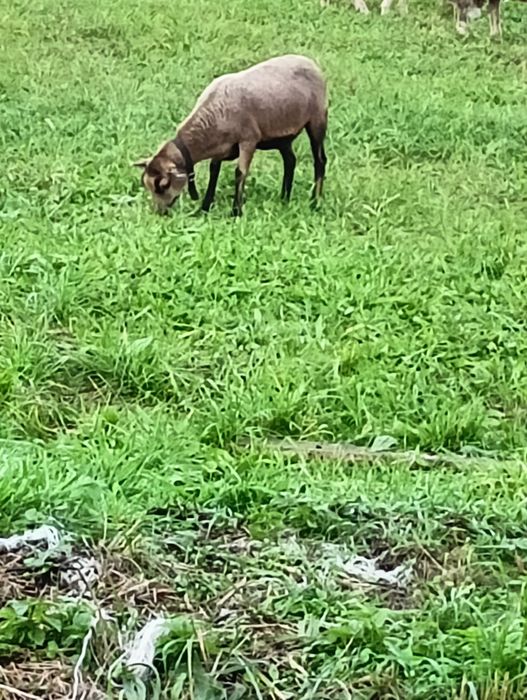 Barany owca kameruńska