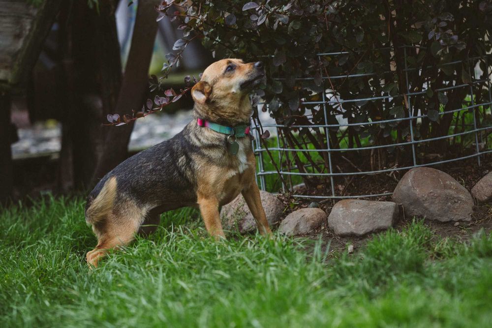 Cudna mała Stasia do adopcji