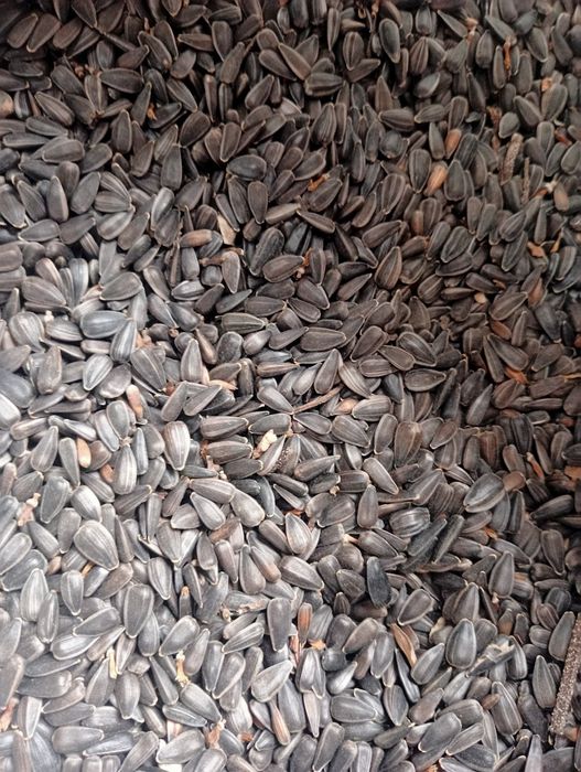 Mieszanka zboża gniecione wysyłka dla drobiu,kury kaczki,gęsi,kró