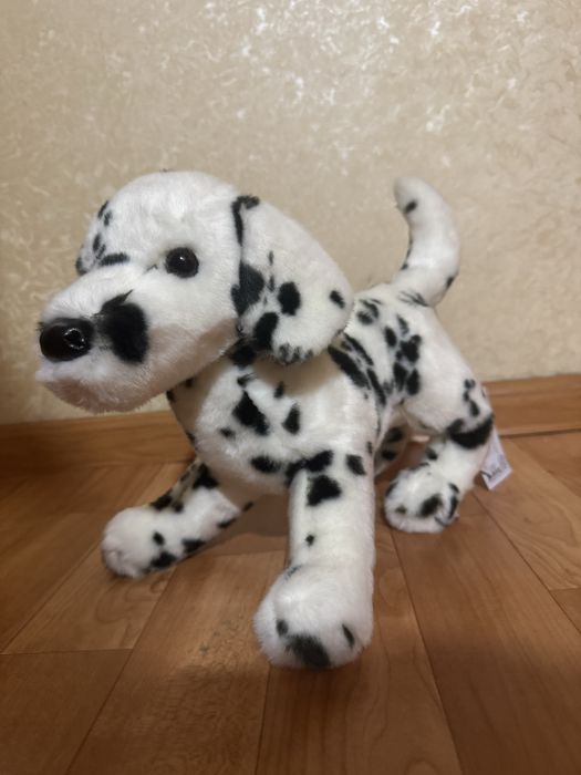 Douglas Dalmatian