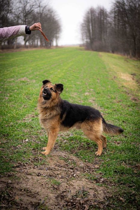 Piesek w typie owczarek niemiecki