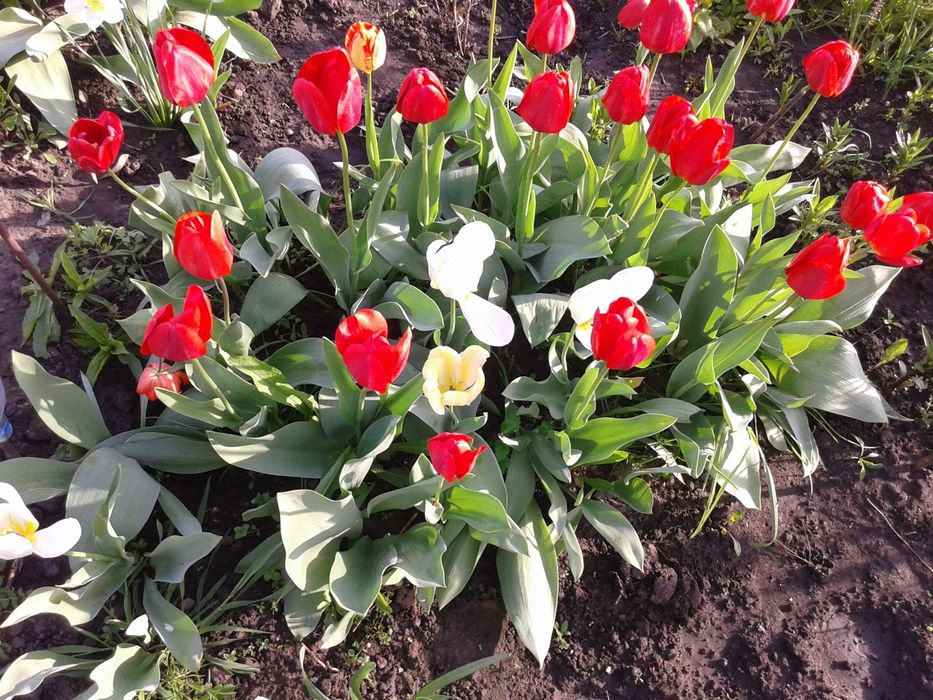 Продам участок 58 соток со старым домом. С. Красне