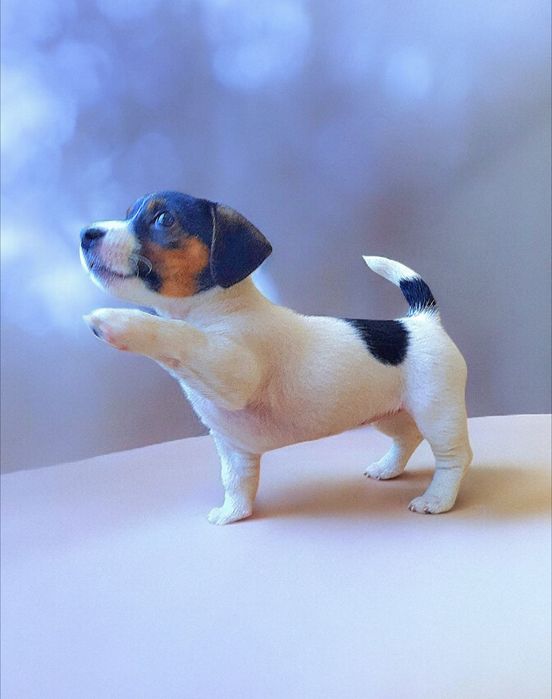 Круті породні джек- рассел