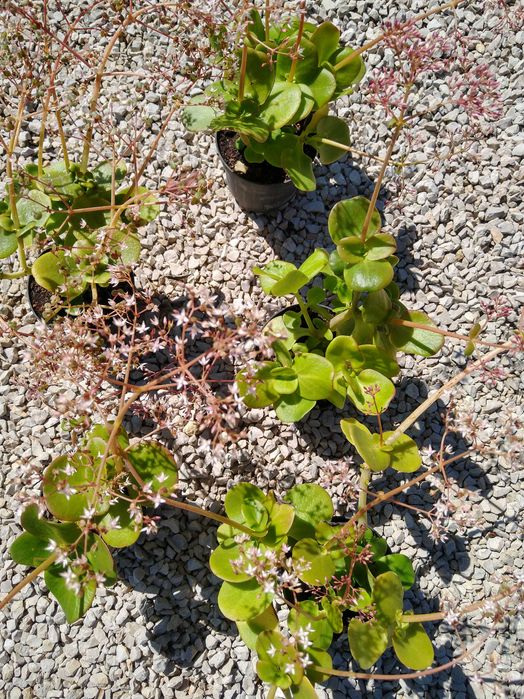 Plantas Crassula multicava