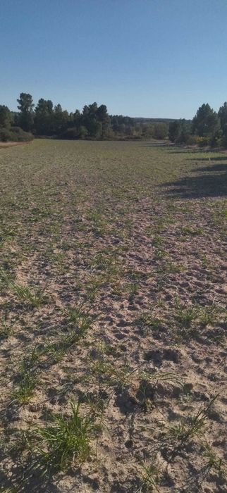 Terreno agricola
