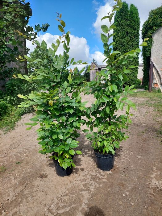 Grab doskonały na  żywopłot