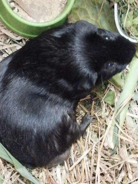 Морские свинки породы английский селф