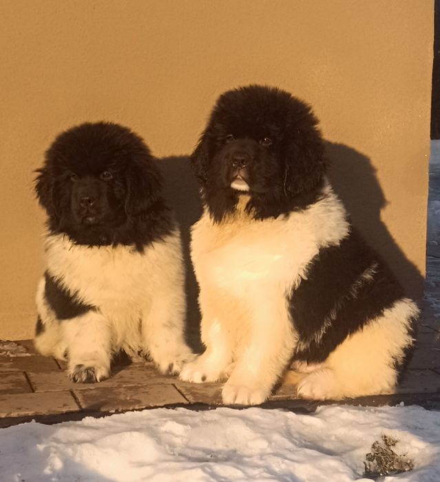 Nowofundland szczenię ZKwP/FCI