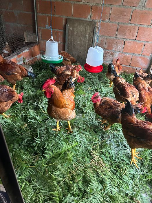 Galos vivos a 7€ kg