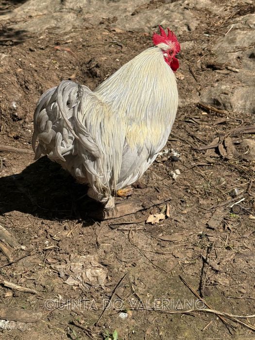 Ovos férteis e pintos de raça