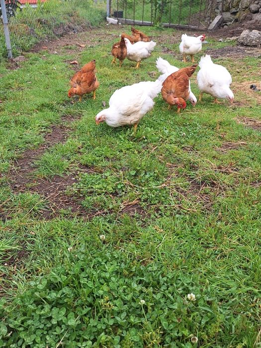 Vendo frangos caseiros