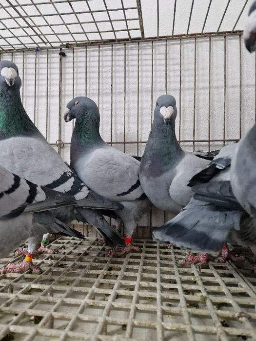 Sprzedam gołębie (Niemiecki Wystawowy)