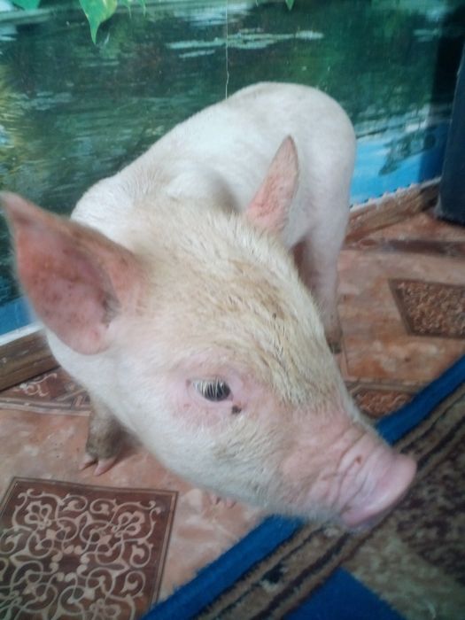 Продаємо поросят. За опт зробим знижку.Є 6 кабанчиків і 2 свинки.