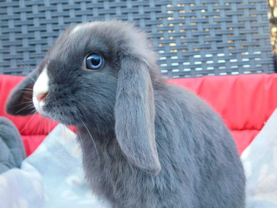 Baranki   niebieskie i niebiesko - biała mini lop samiczka