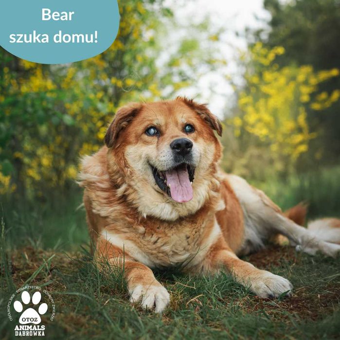 Wspaniały Bear szuka nowego domu