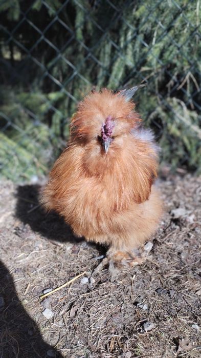 3 piękne koguty silki