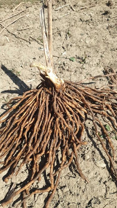 Спаржа Корінці спаржі Аспарагус