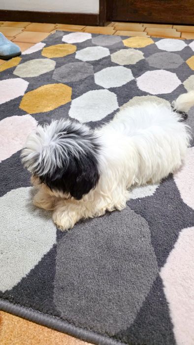 Shih-tzu macho disponível