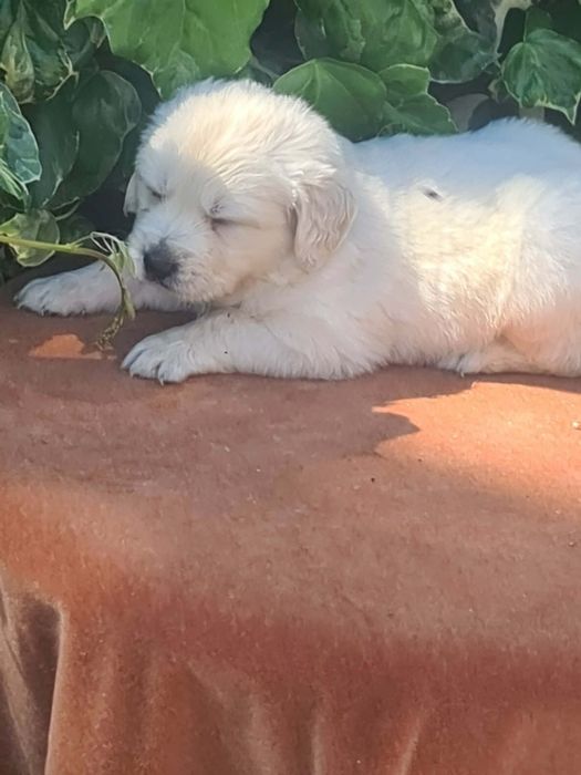 Golden retriever