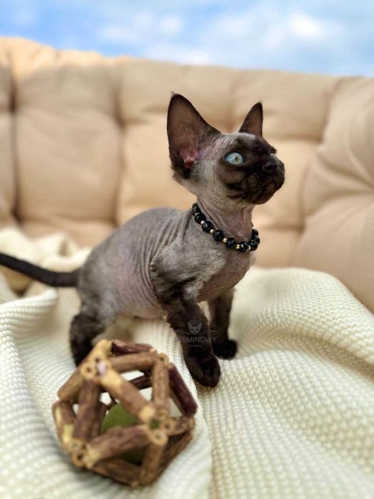 Kotka Devon Rex z rodowodem WCF