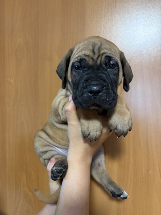 Szczenięta Cane Corso