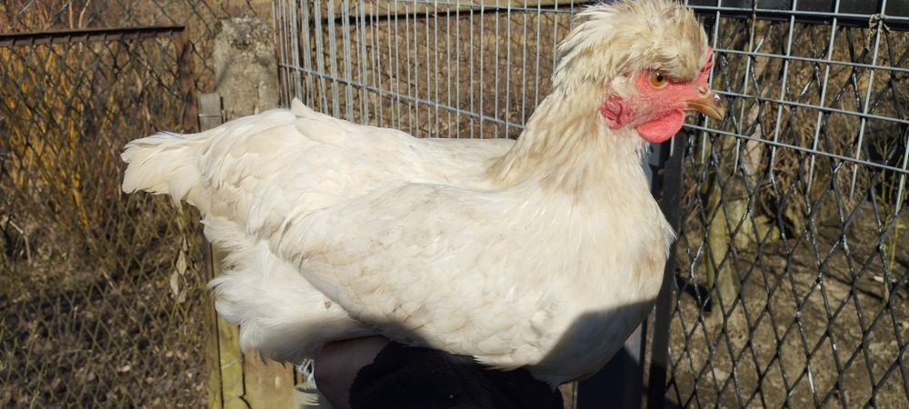 Kury - Czubatka Staropolska,Brahma