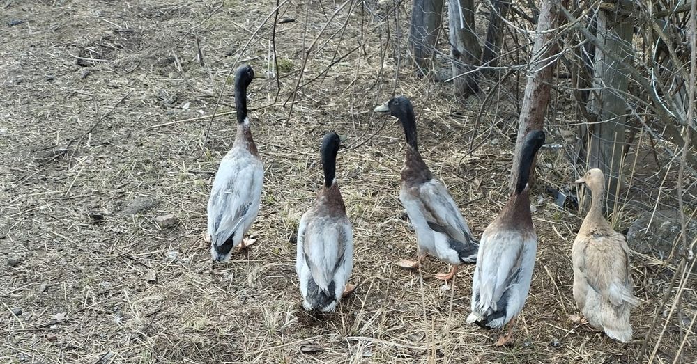 Jaja lęgowe biegusy