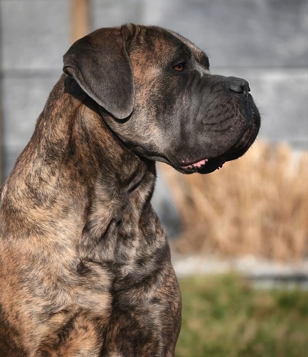 Cane Corso Italiano - ZkwP/FCI piękny szaro pregowany  samiec
