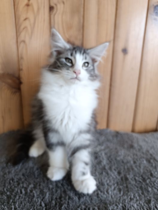 Gato Bosques da Noruega Preto silver blotched com branco