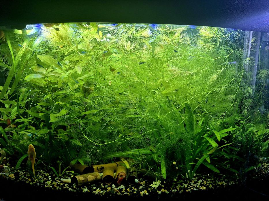 Аквариумные рыбки, гуппи, анциструс, улитки, аквариумные растения