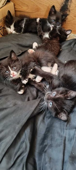 Чудовий котик в пошуках родини