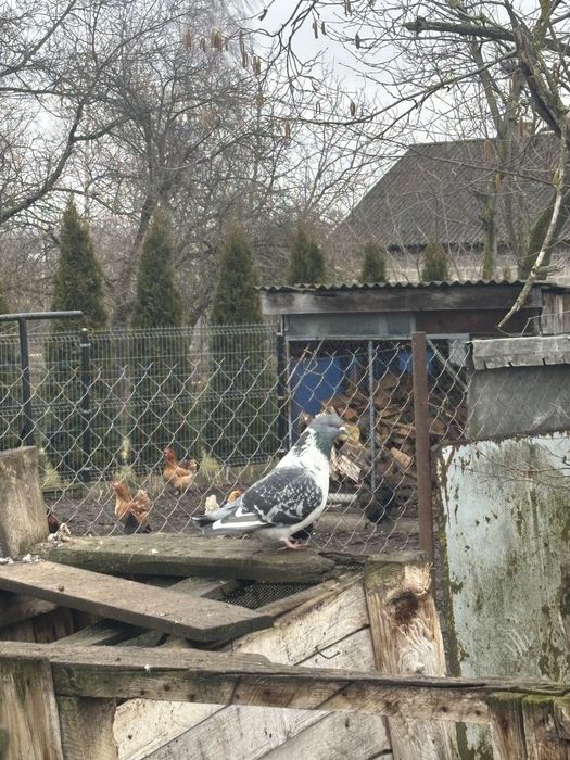 Gołębie różne rodzaje