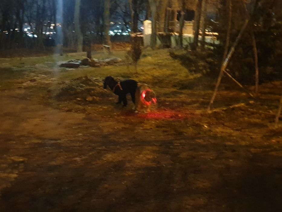 В'язка Англійського Кокер-спаніель