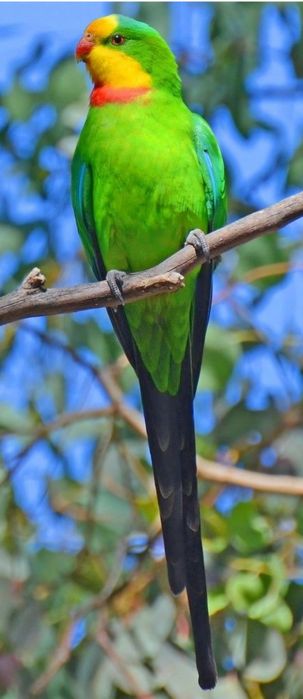 Barraband aves novas