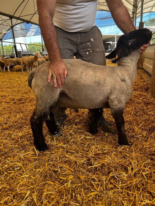 Borrego Sulfuk com 5 meses