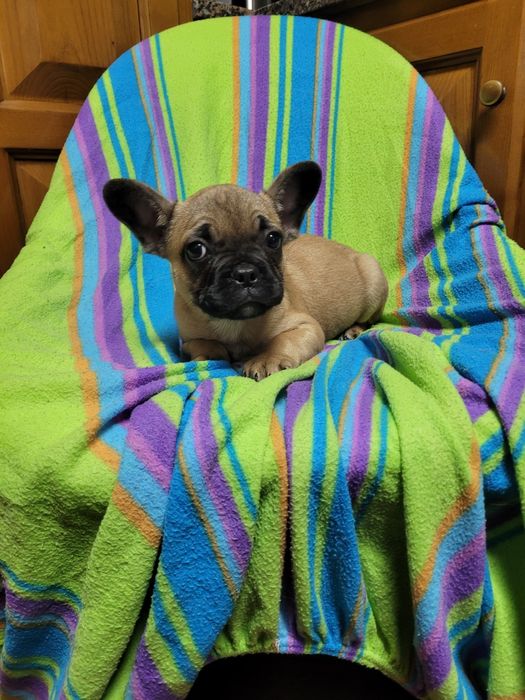 Bulldog macho fawn