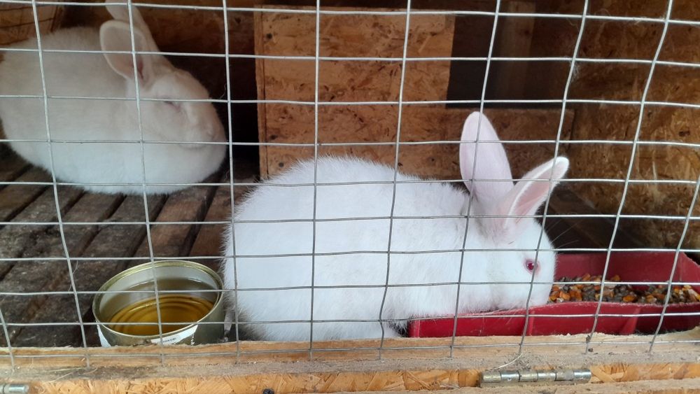 Продам крольчат ,дата народження  31.10.25 р.,01.11.25 р., 09.11.25 р.