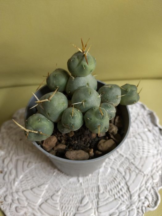 Интересные суккуленты