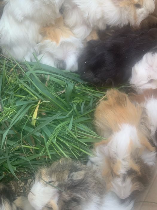 Морские свинки Хороший пітон це для дому